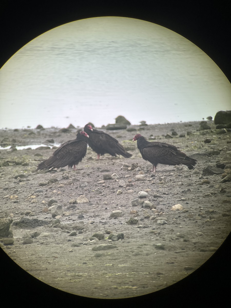 Turkey Vulture - Mark Harris