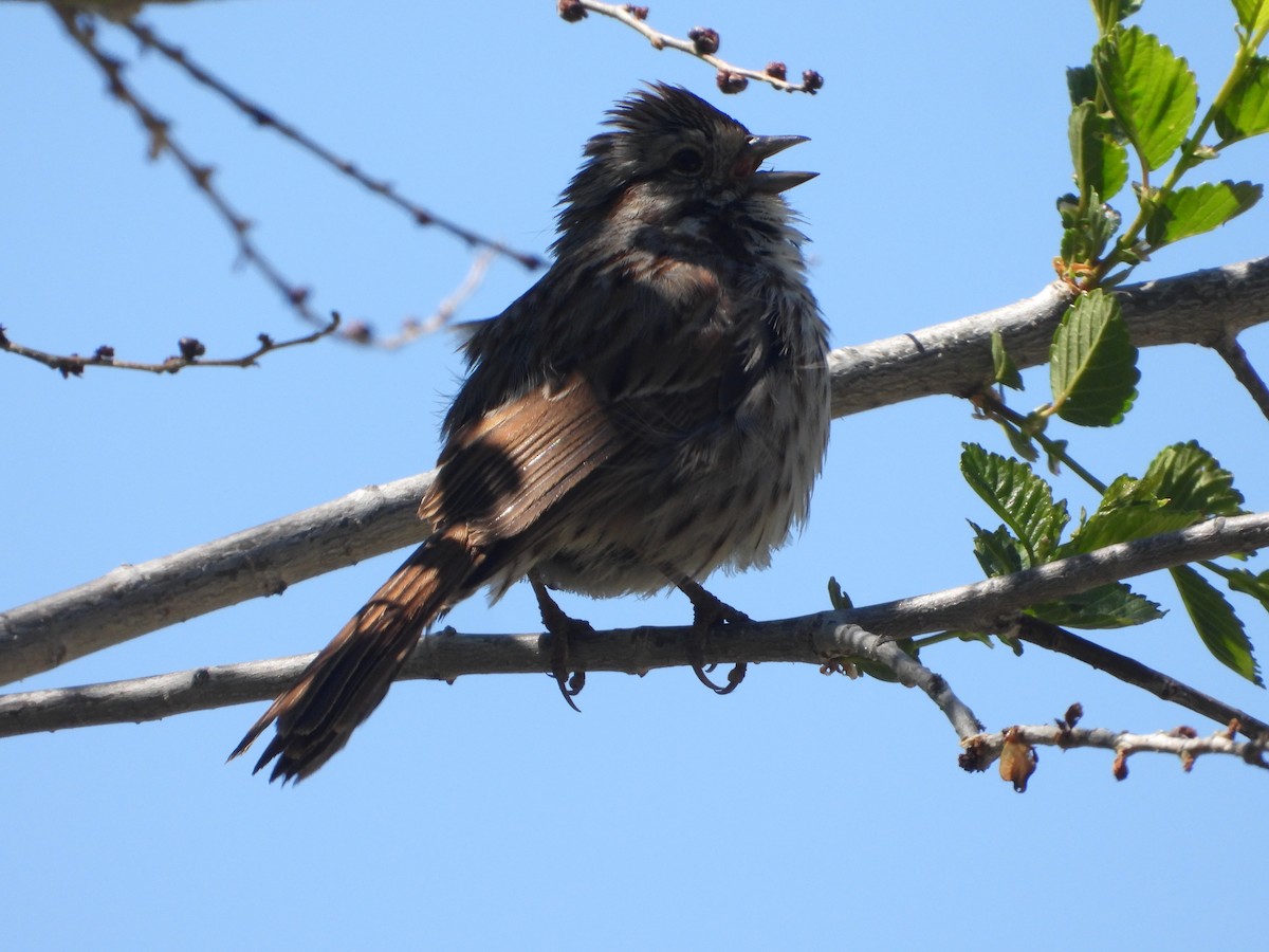 Song Sparrow - Tom Wuenschell