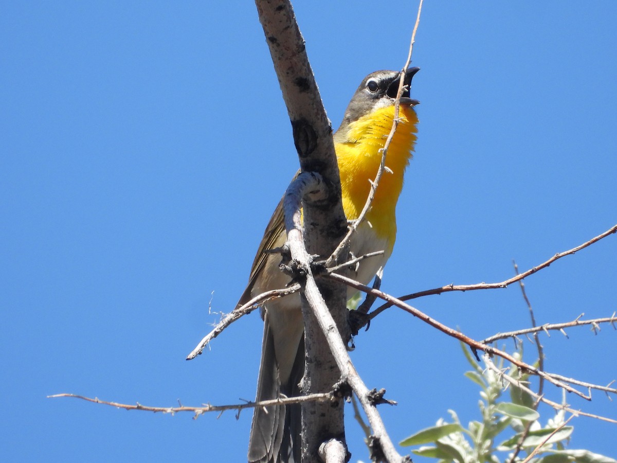 Yellow-breasted Chat - Tom Wuenschell