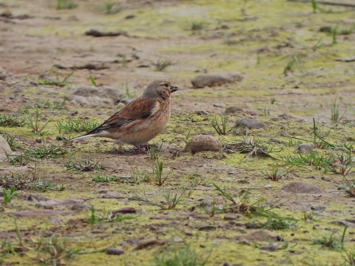 Eurasian Linnet - Haydee Huwel