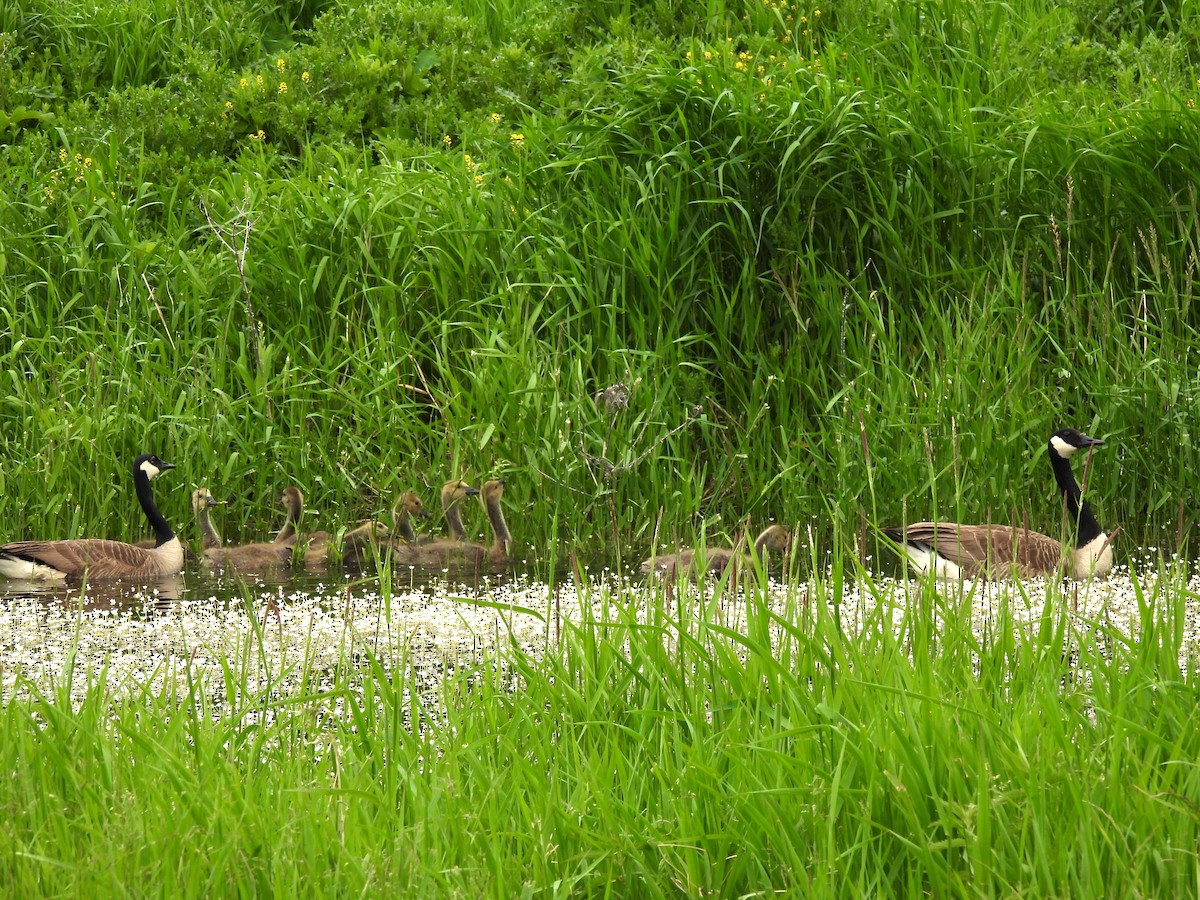 Canada Goose - Sue Ascher