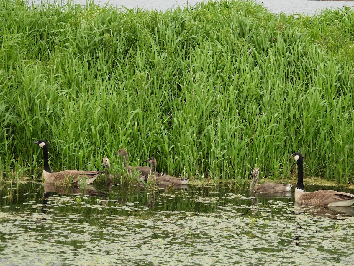 Canada Goose - Sue Ascher