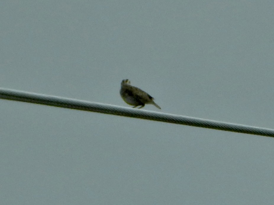 Western Meadowlark - Katie Conlin