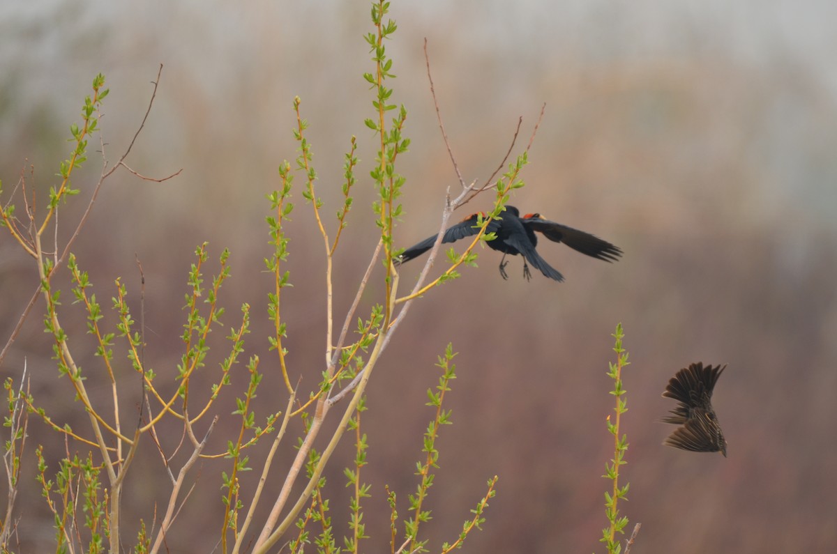 Red-winged Blackbird - Carmen Tavares