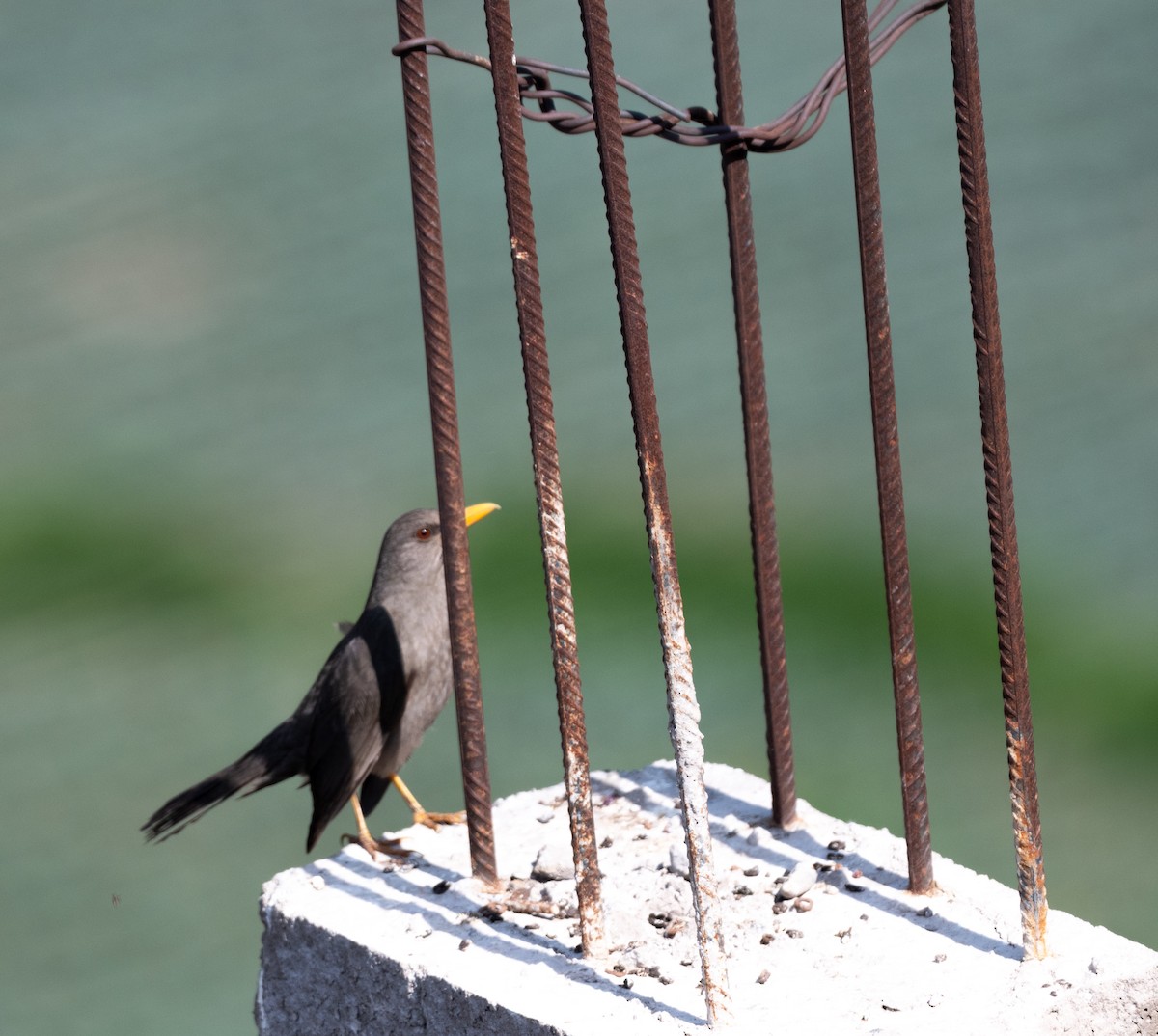 Chiguanco Thrush - Bartolome Soto