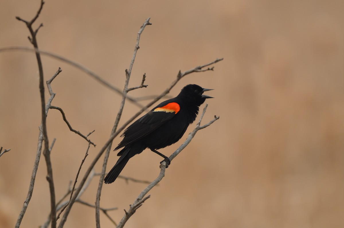 Red-winged Blackbird - Carmen Tavares