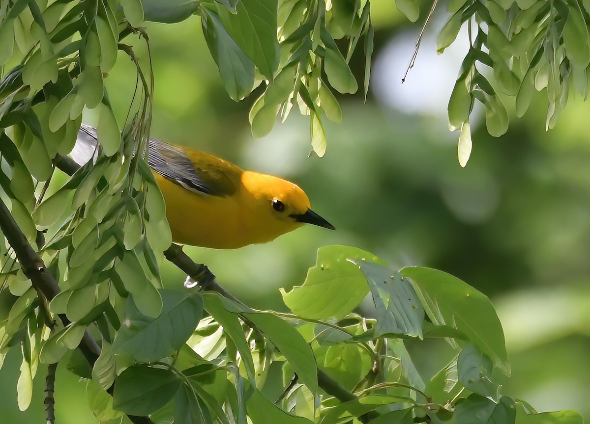 Prothonotary Warbler - Chris Allen