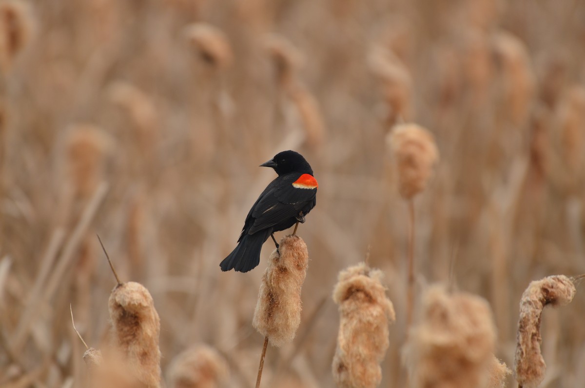 Red-winged Blackbird - Carmen Tavares