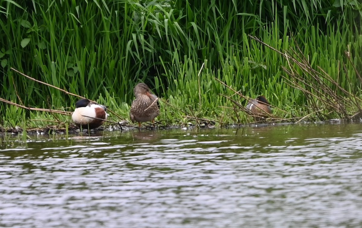 Northern Shoveler - Ralph Erickson