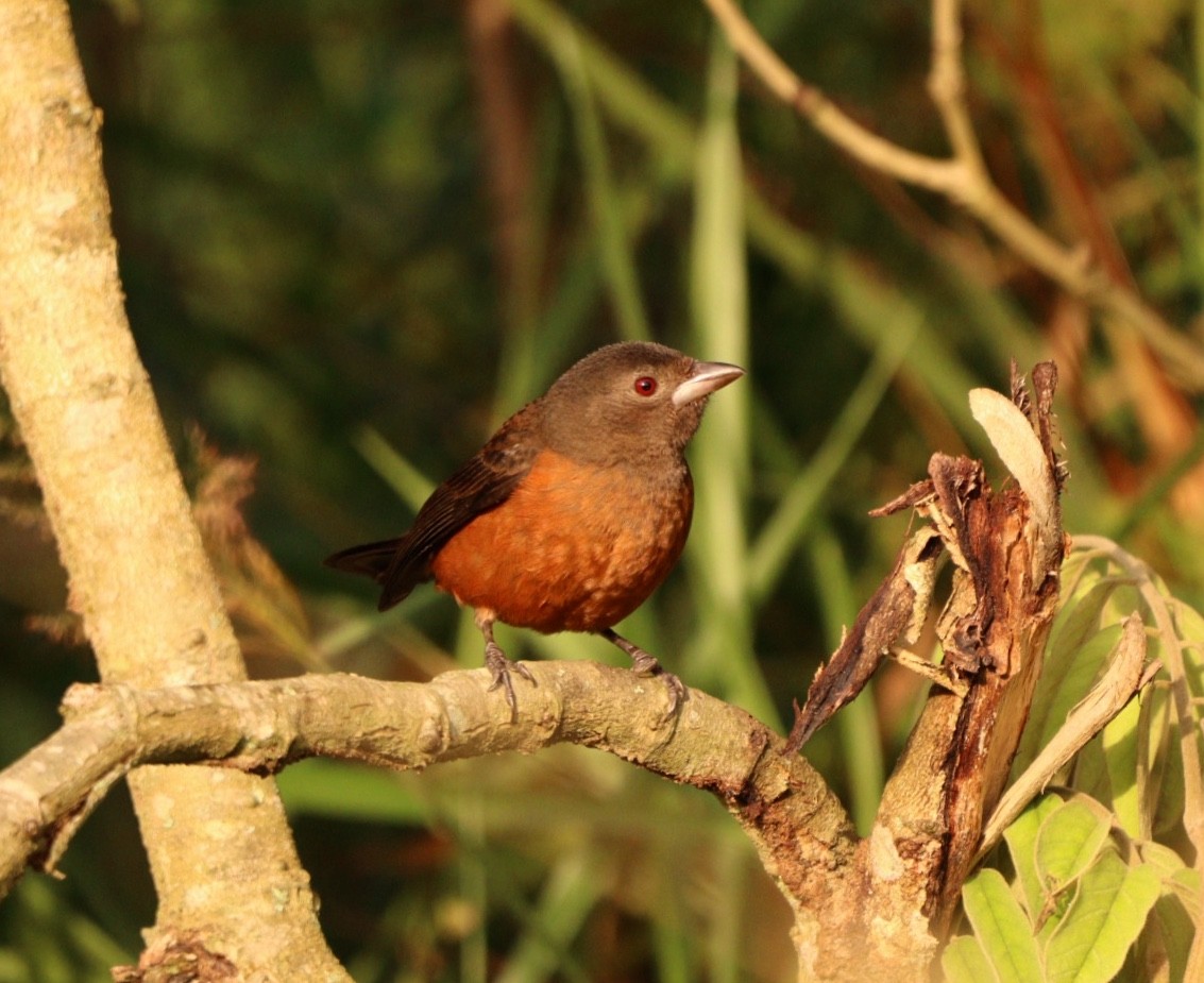 Brazilian Tanager - Rubélio Souza