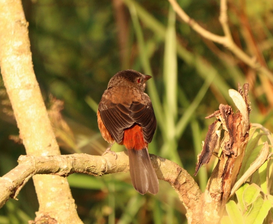 Brazilian Tanager - Rubélio Souza