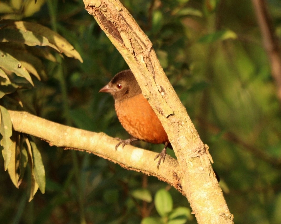 Brazilian Tanager - Rubélio Souza