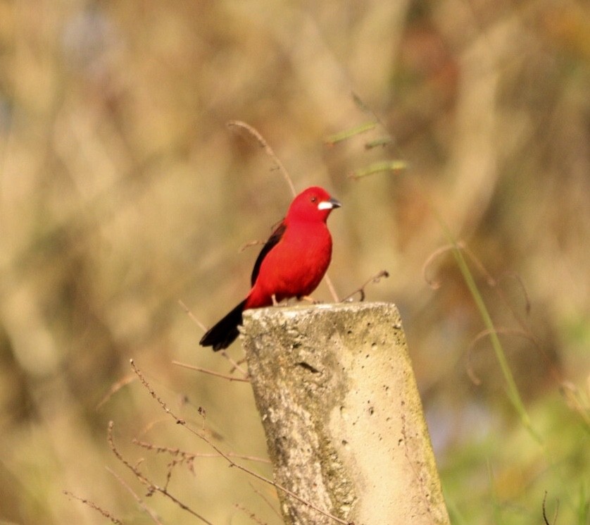 Brazilian Tanager - Rubélio Souza