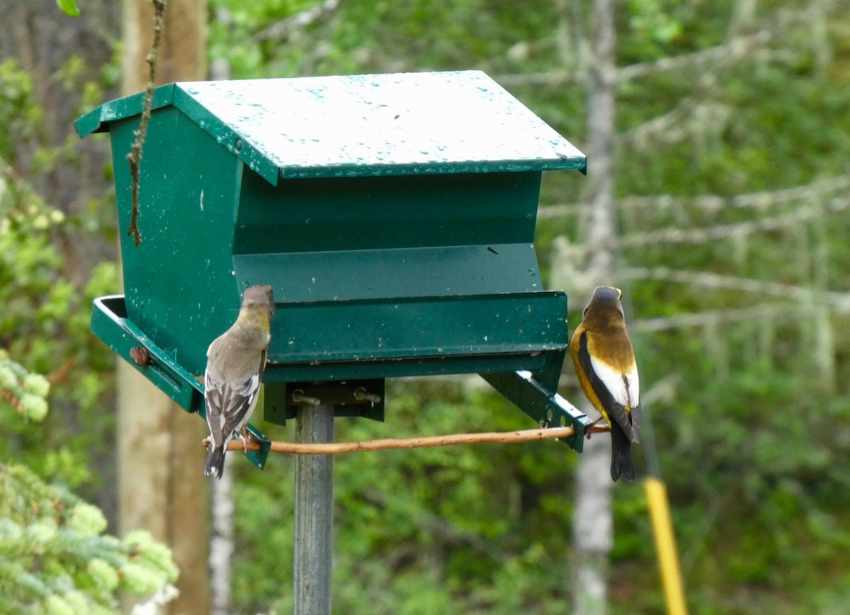 Evening Grosbeak - Jannaca Chick