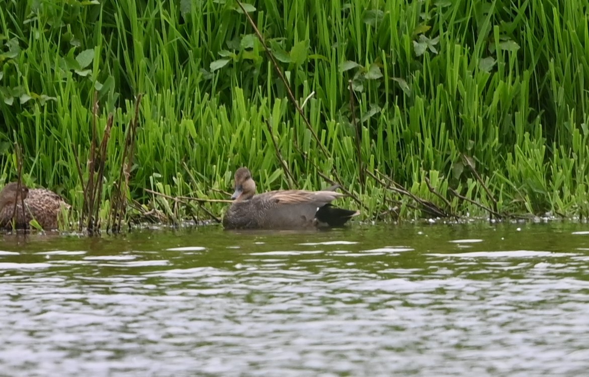 Gadwall - Ralph Erickson