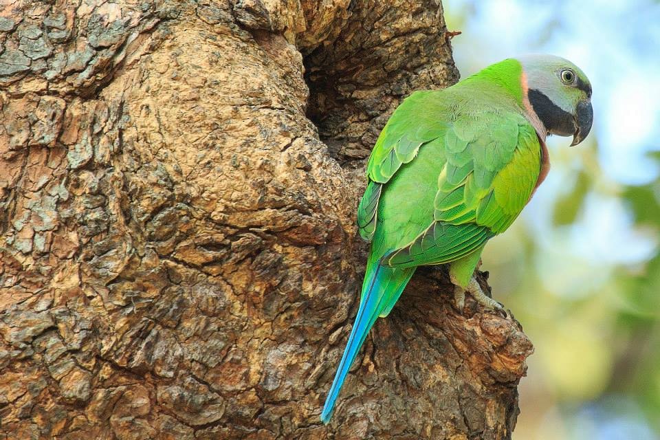 Red-breasted Parakeet - ML61954171