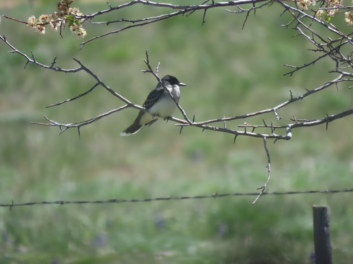 Eastern Kingbird - Jan Leonard