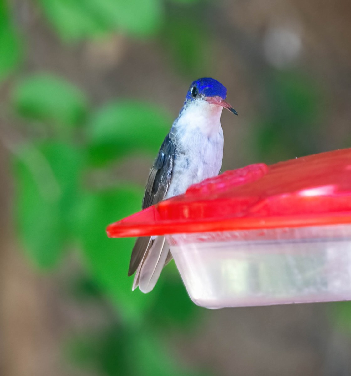 Violet-crowned Hummingbird - Eric Bodker
