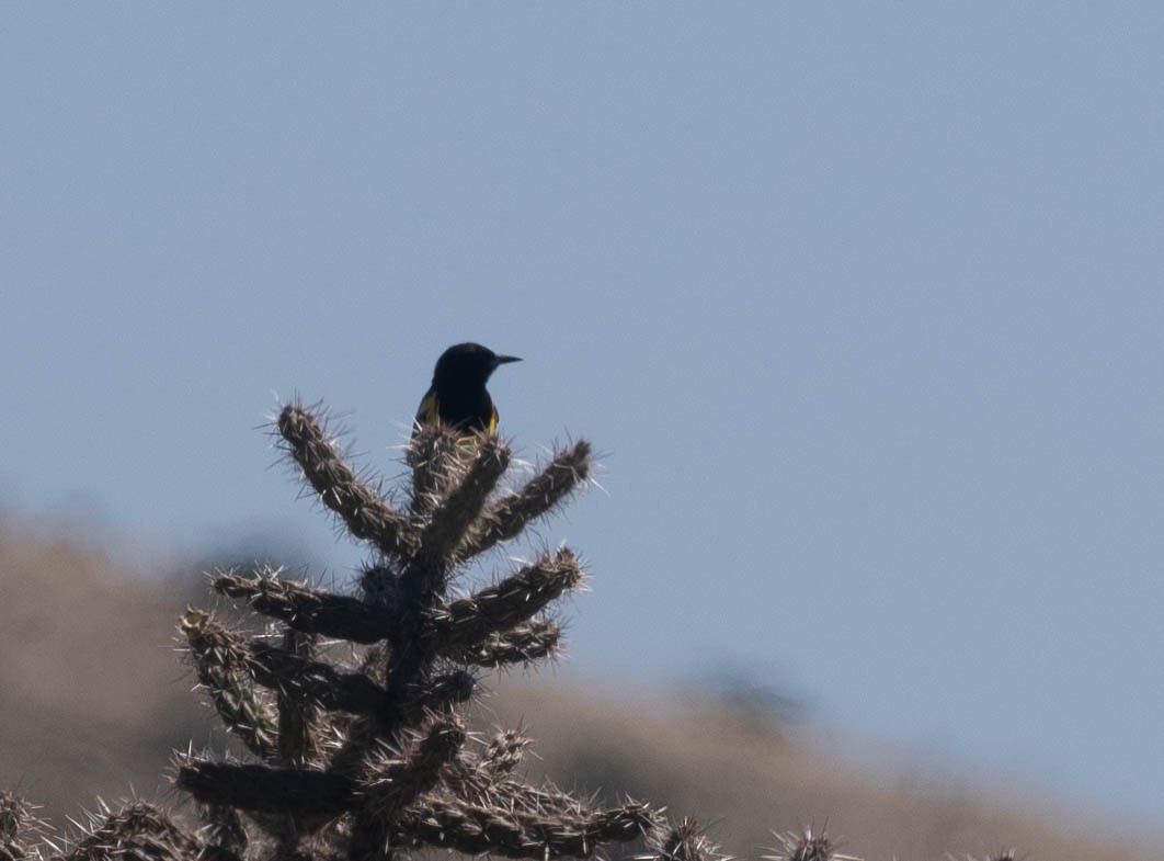 Scott's Oriole - Bob Foehring