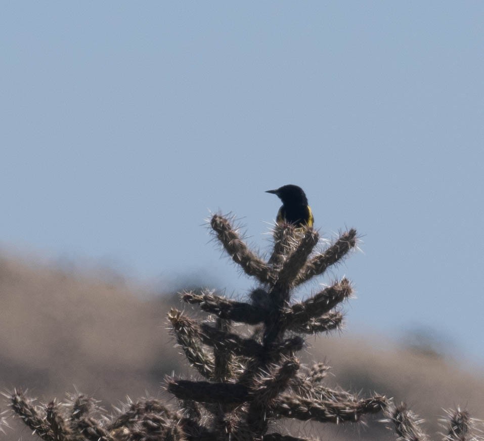 Scott's Oriole - Bob Foehring