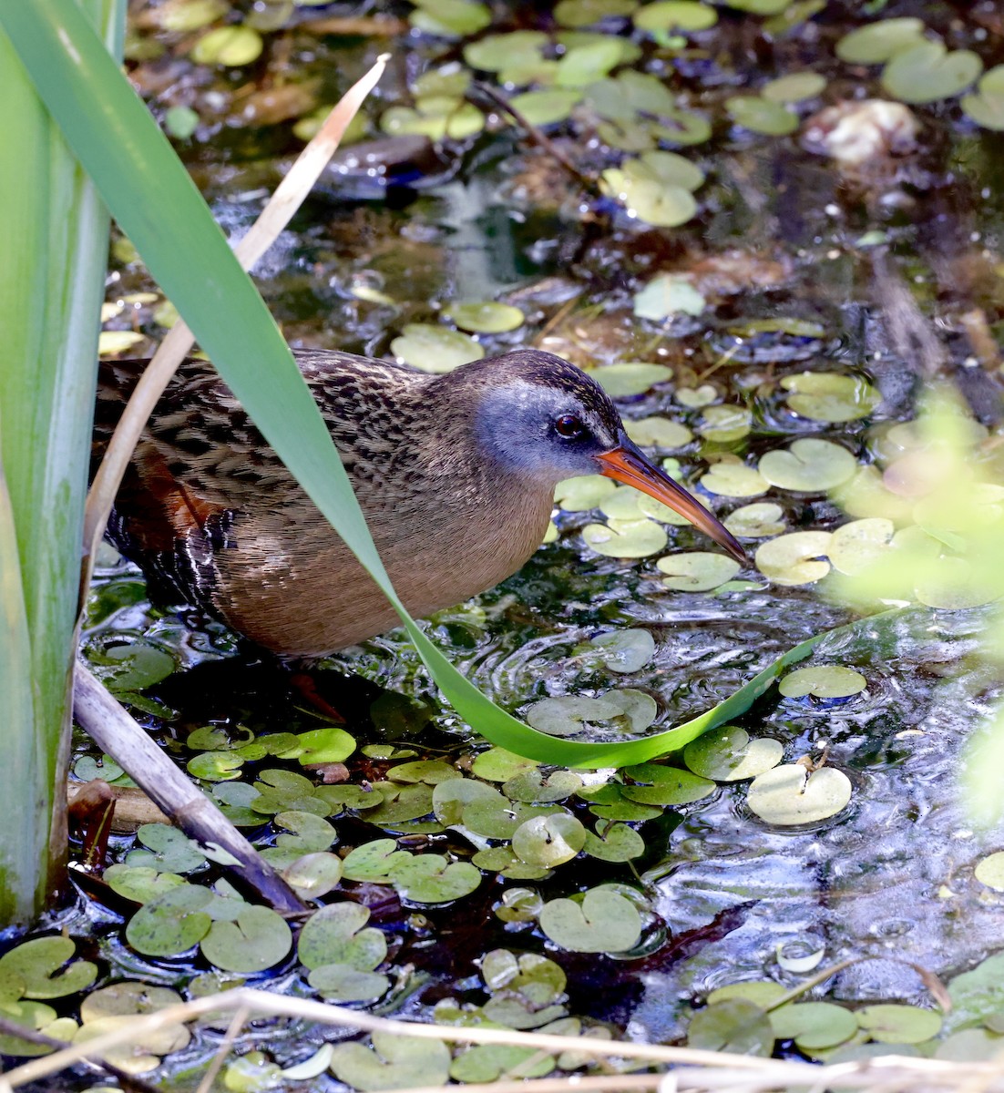 Virginia Rail - ML619541726