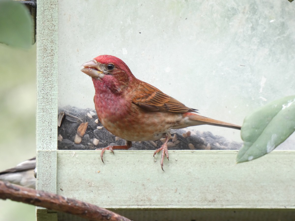 Purple Finch - Jannaca Chick