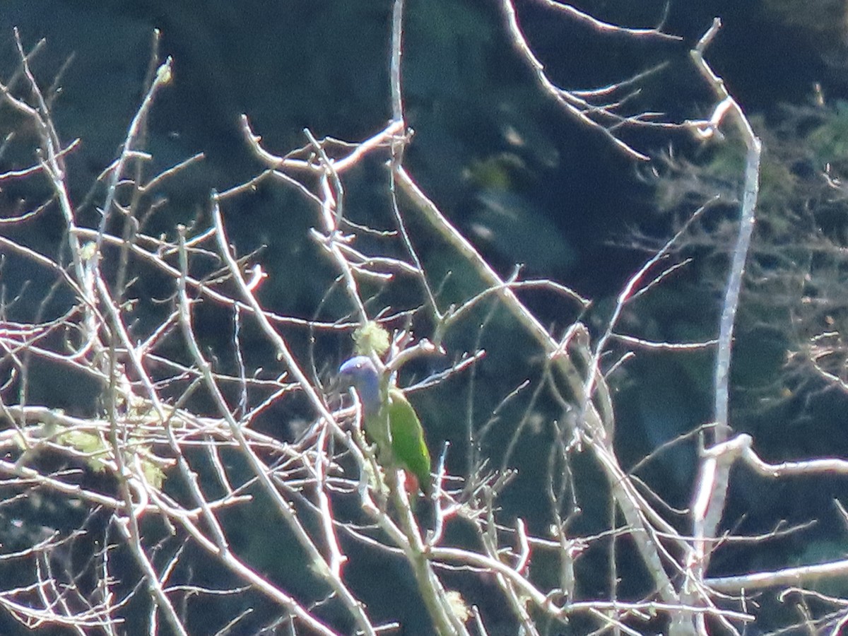 Blue-headed Parrot - ML619541731