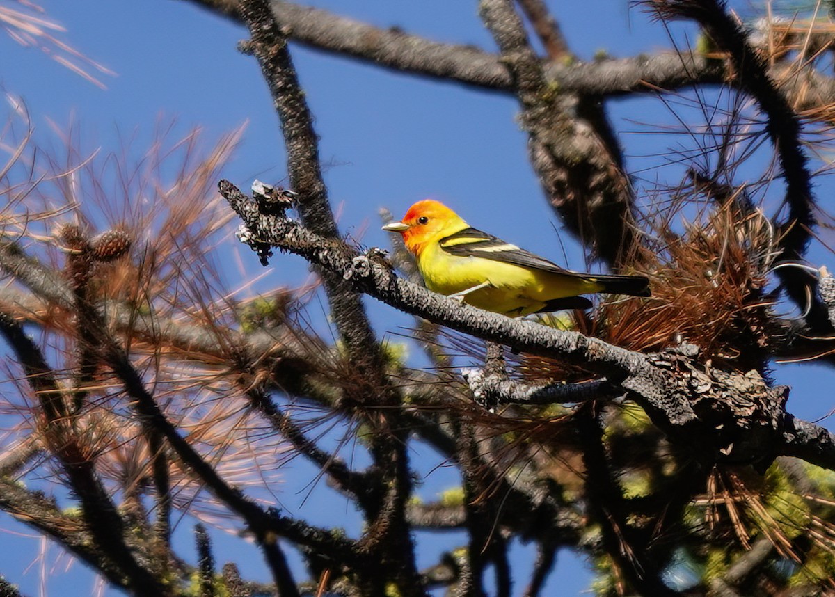 Western Tanager - Pam Vercellone-Smith