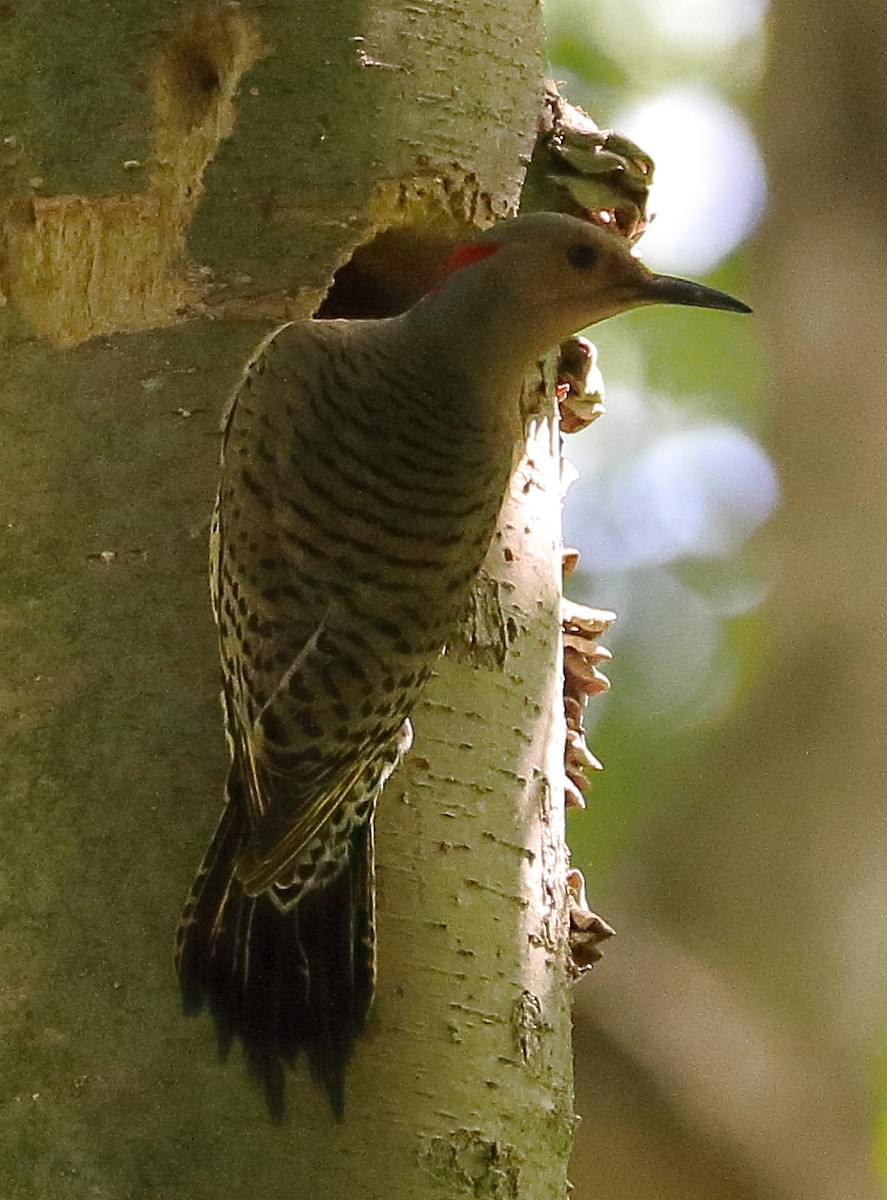 Northern Flicker - John Manger