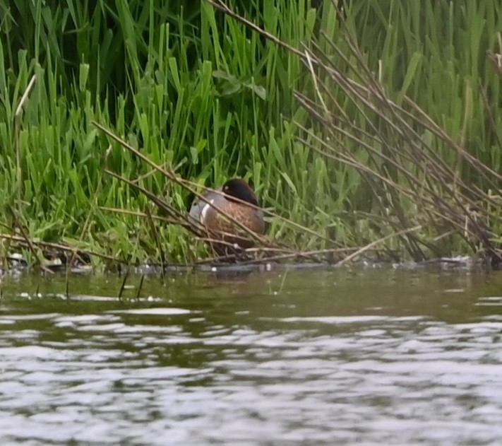 Green-winged Teal - Ralph Erickson