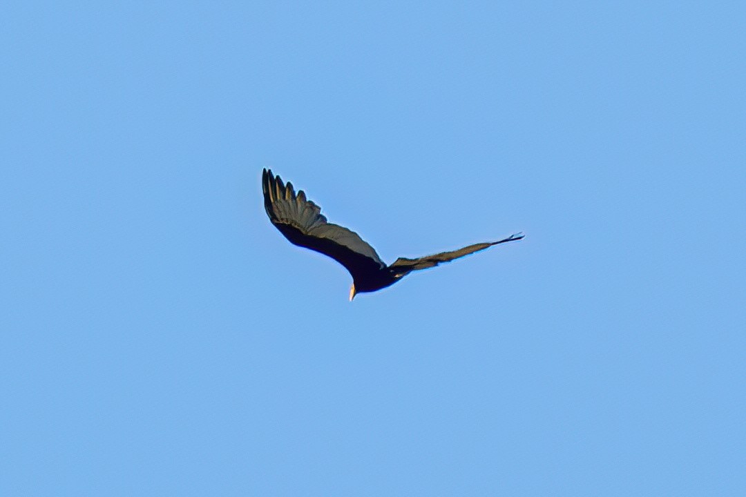 Lesser Yellow-headed Vulture - ML619541739