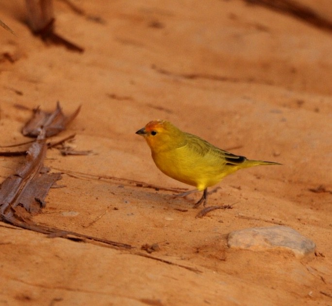 Saffron Finch - Rubélio Souza