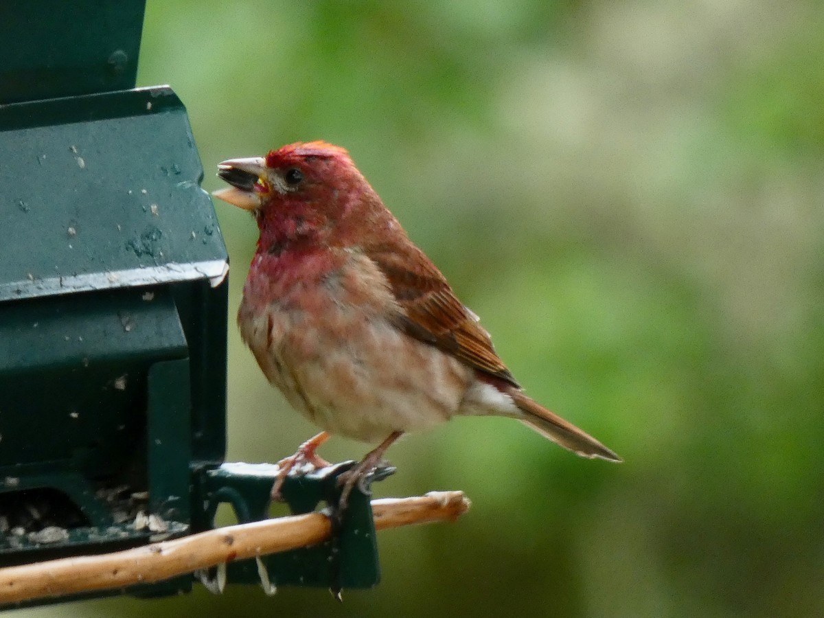 Purple Finch - Jannaca Chick