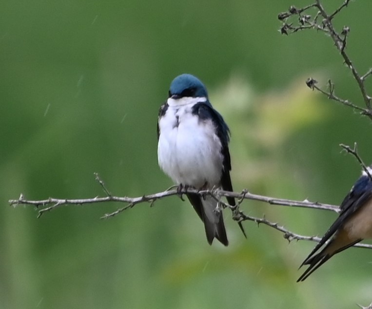 Tree Swallow - Ralph Erickson