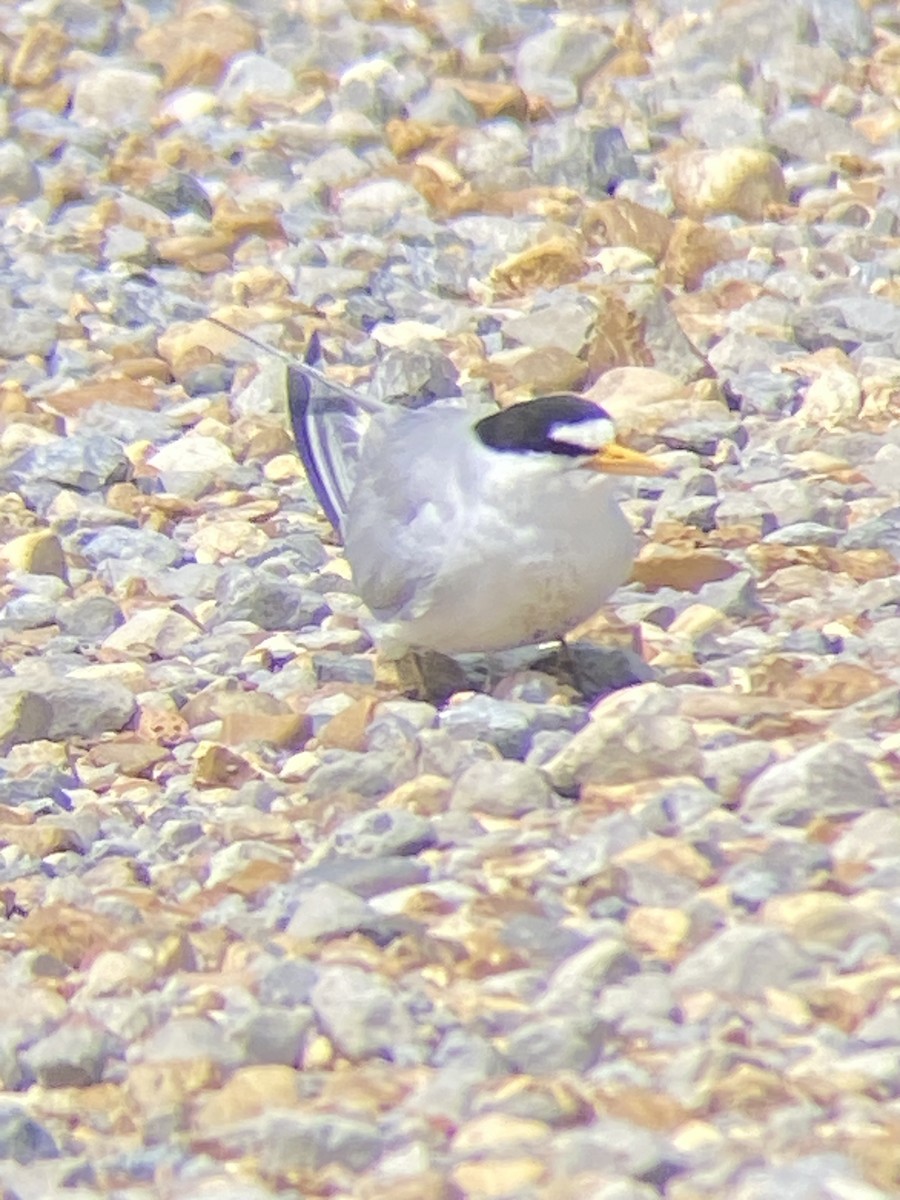 Least Tern - Tim Kavan