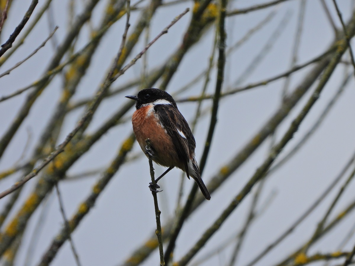 European Stonechat - Haydee Huwel