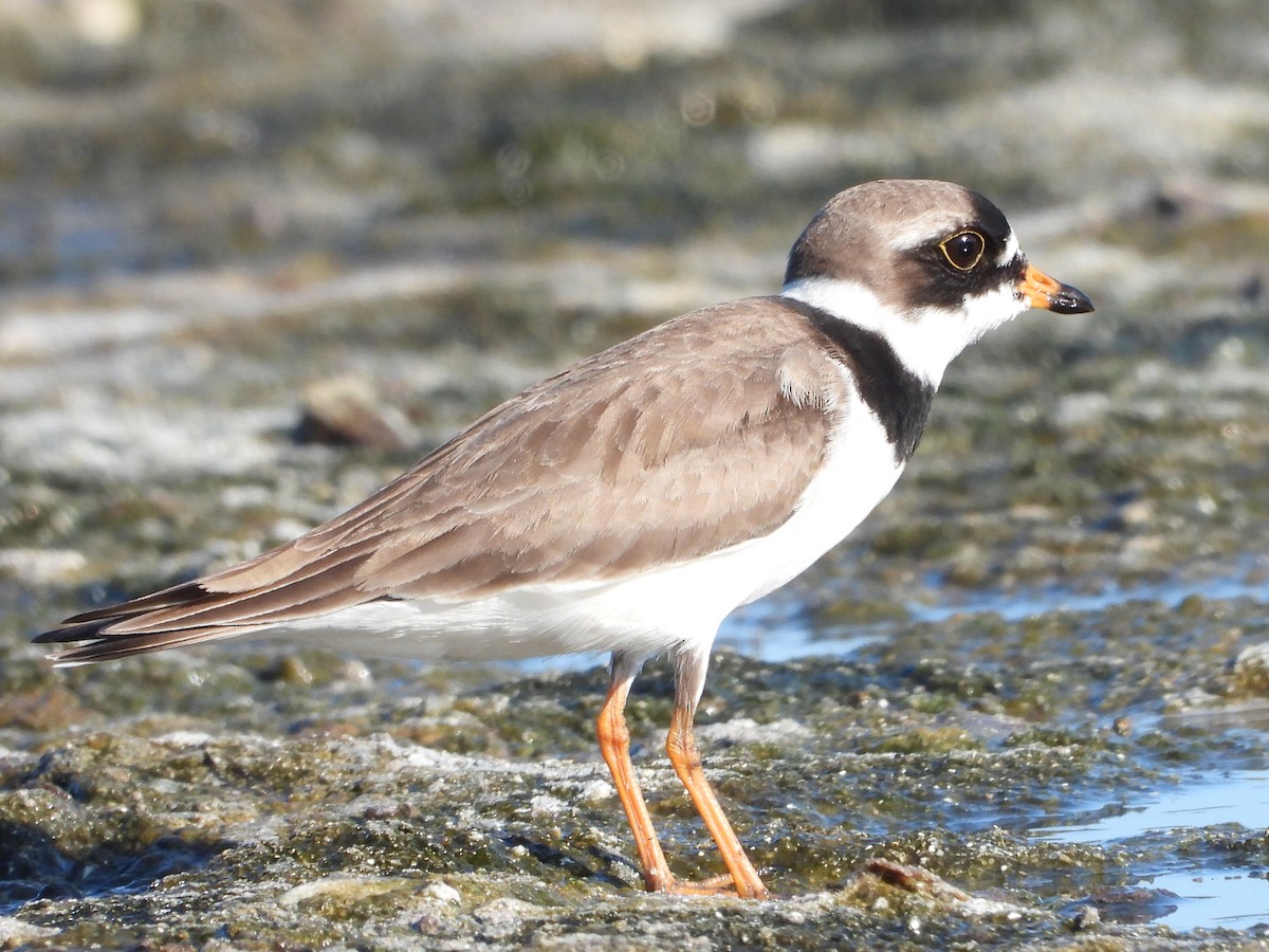 Semipalmated Plover - Vickie Amburgey