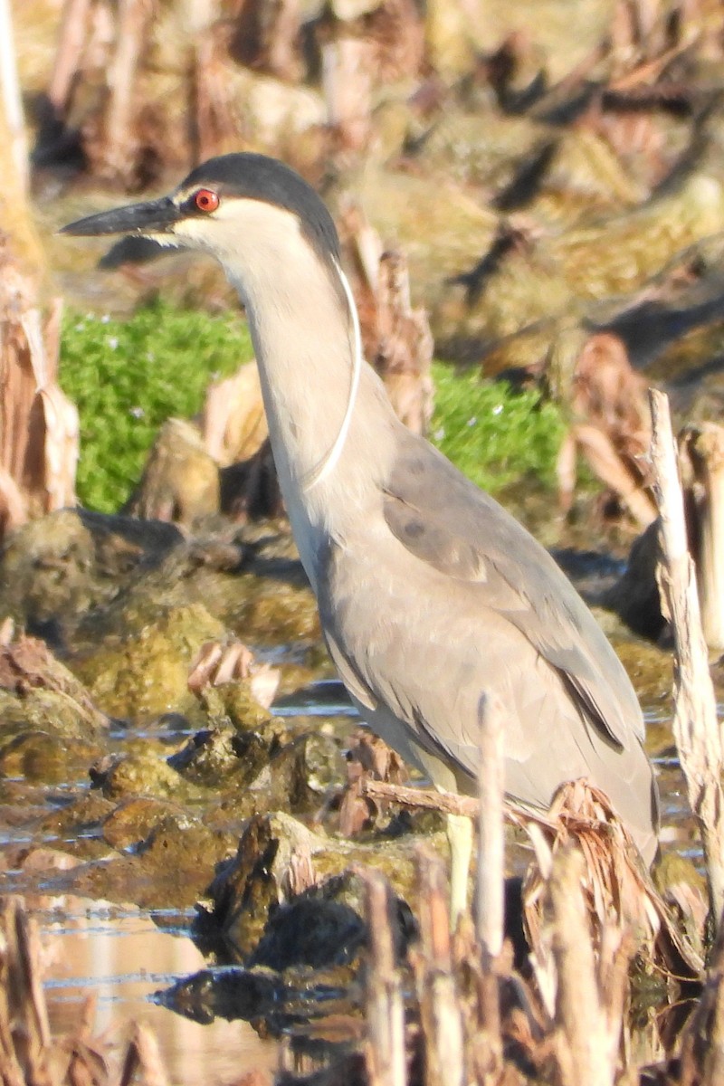 Black-crowned Night Heron - Vickie Amburgey