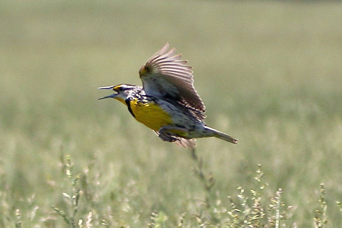 Eastern Meadowlark - ML619541786