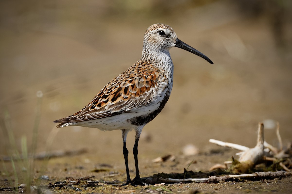 Dunlin - Eric Leene