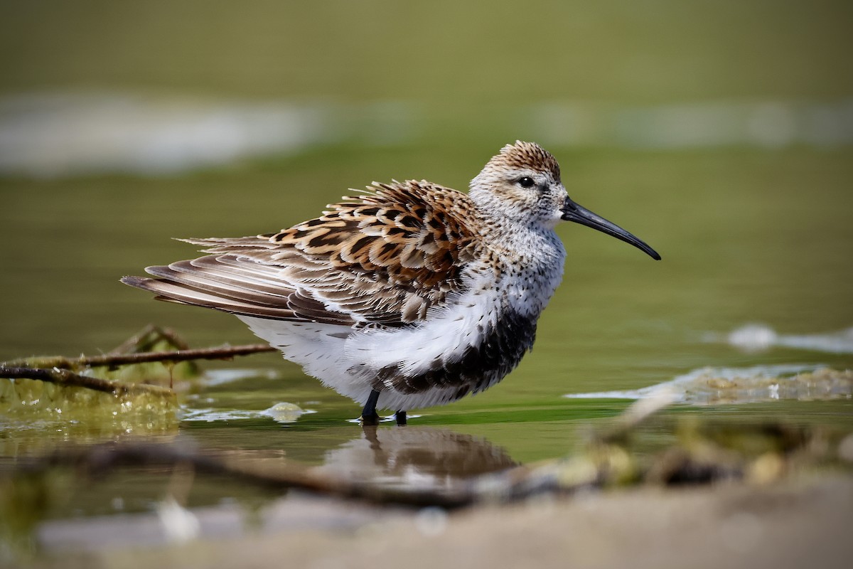 Dunlin - Eric Leene