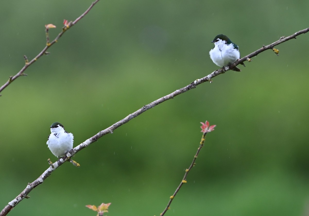 Violet-green Swallow - Ralph Erickson