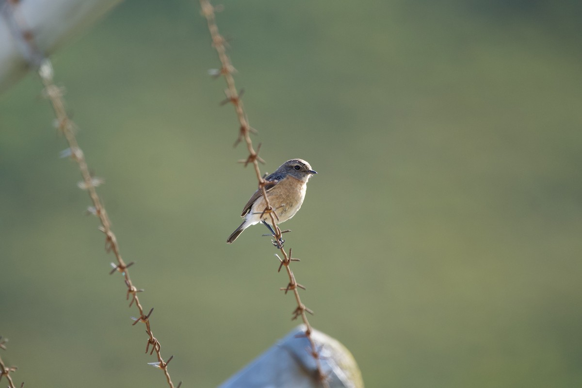 African Stonechat - Nick Leiby