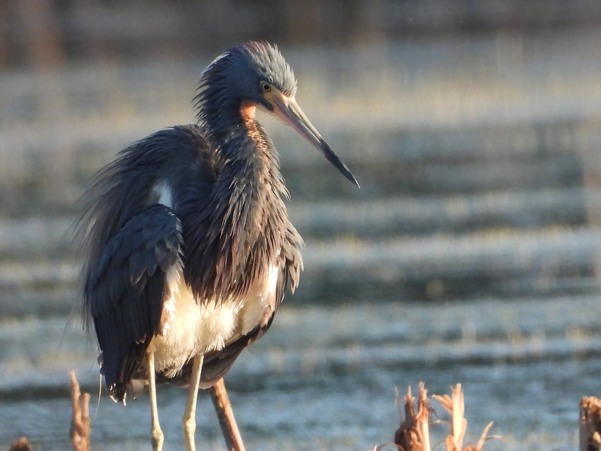 Tricolored Heron - Vickie Amburgey