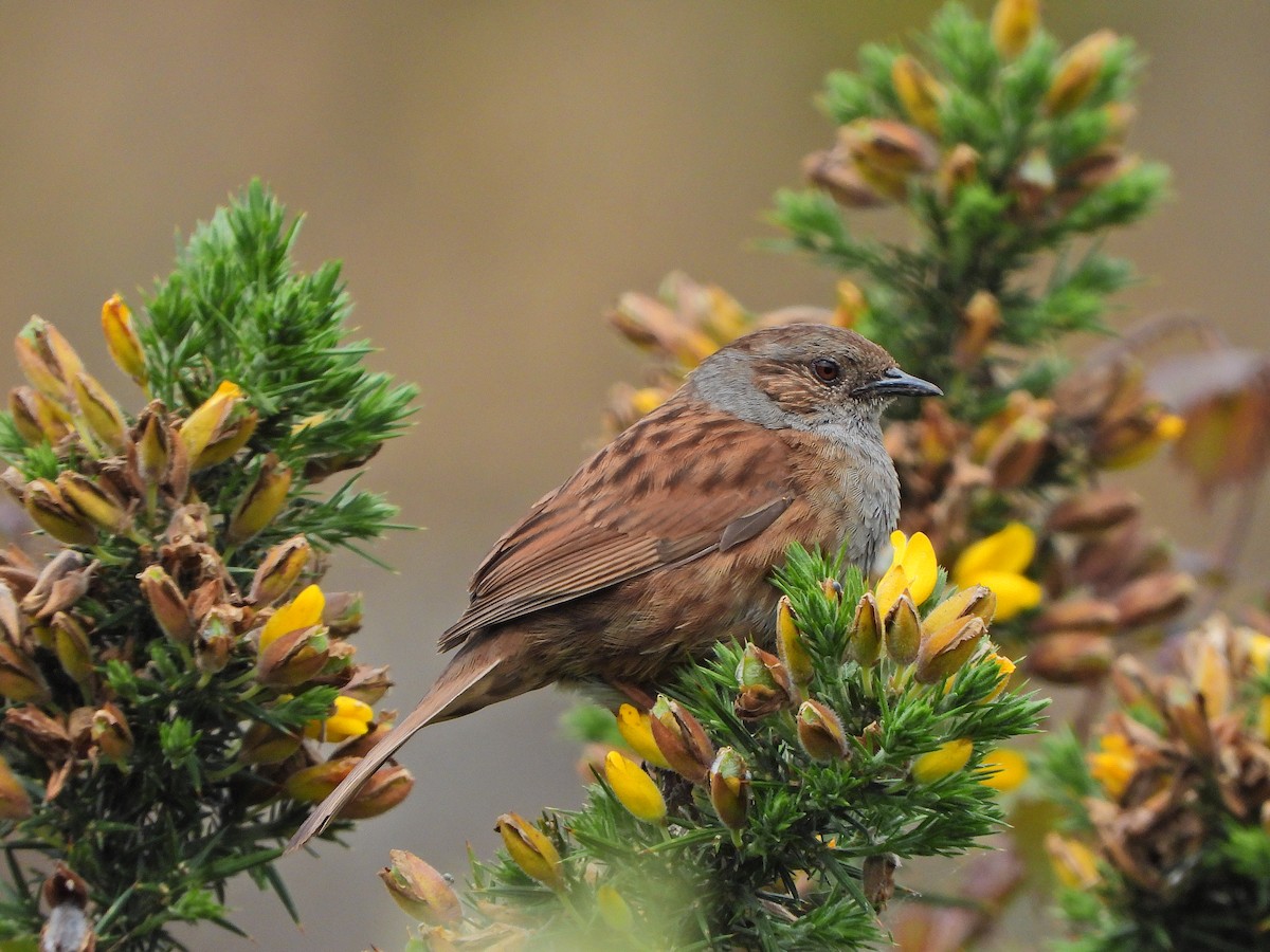 Dunnock - Haydee Huwel