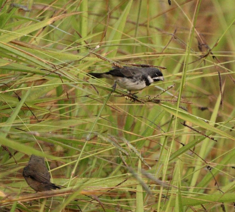 Double-collared Seedeater - ML619541799
