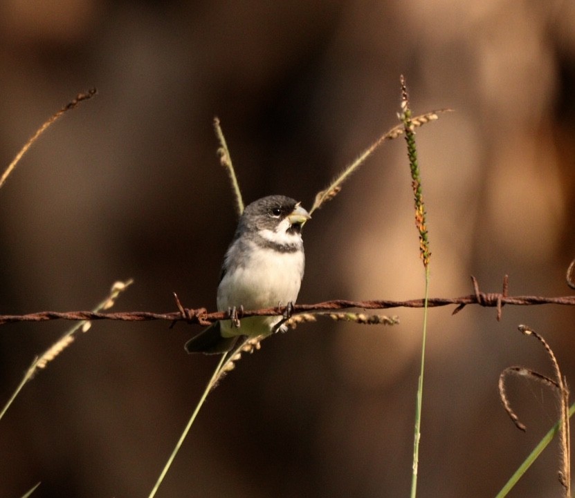 Double-collared Seedeater - ML619541803
