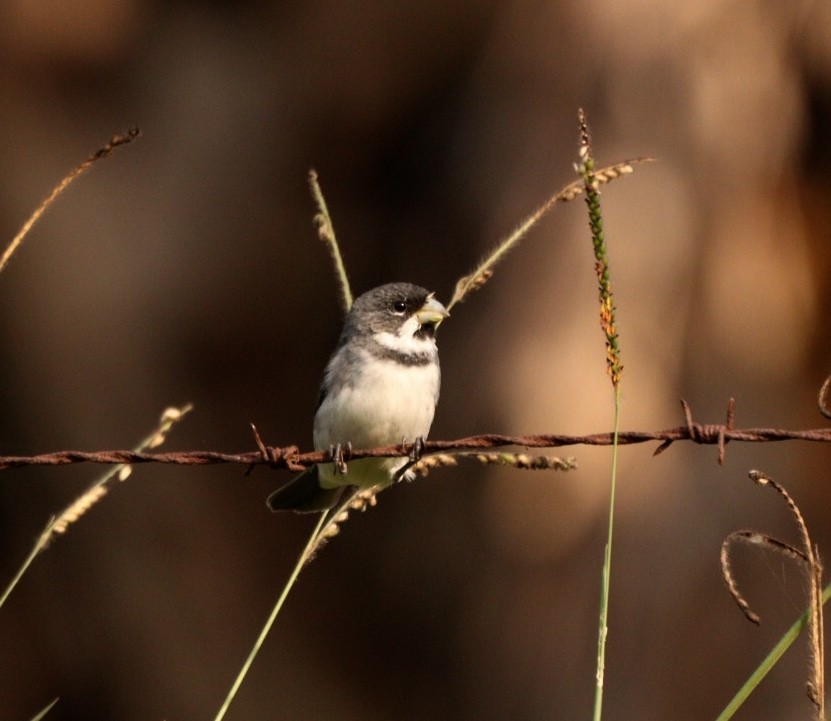 Double-collared Seedeater - Rubélio Souza