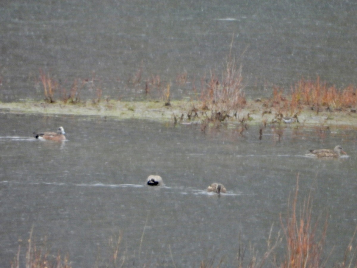 American Wigeon - Katie Conlin