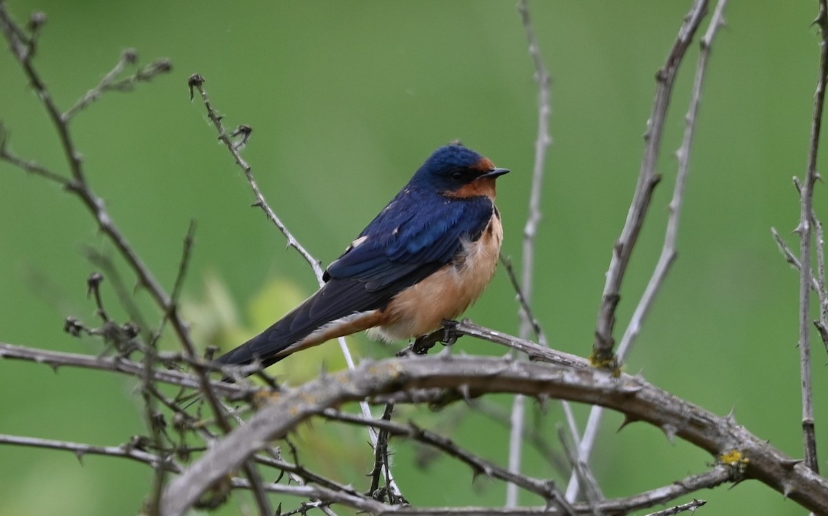 Barn Swallow - Ralph Erickson